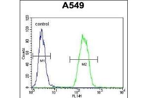SNX24 Antibody (N-term) (ABIN655522 and ABIN2845036) flow cytometric analysis of A549 cells (right histogram) compared to a negative control cell (left histogram).