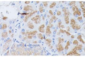 Immunohistochemistry of paraffin-embedded Mouse pancreas using PLA2G1B Polyclonal Antibody at dilution of 1:100 (40x lens).