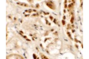 Immunohistochemistry of SIGLEC15 in human kidney tissue with SIGLEC15 antibody at 2. (SIGLEC15 anticorps  (N-Term))