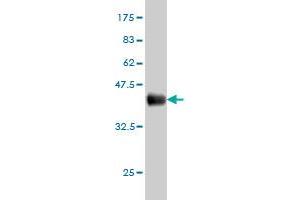 Western Blot detection against Immunogen (36.