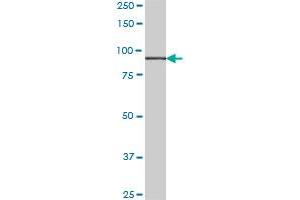 HOOK1 monoclonal antibody (M02), clone 1D11.