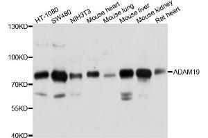 Western blot analysis of extract of various cells, using ADAM19 antibody. (ADAM19 anticorps)