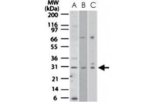 Western blot analysis of NRM in A) human HeLa, B) mouse NIH/3T3, and C) human PC3 cell lysates. (Nurim anticorps  (AA 200-250))