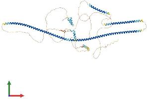AlphaFold protein structure predicition of Mouse Recombinant Amotl2 Protein, UniprotID Q8K371