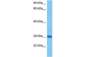 Host:  Mouse  Target Name:  DLX5  Sample Tissue:  Mouse Skeletal Muscle  Antibody Dilution:  1ug/ml (DLX5 anticorps  (C-Term))