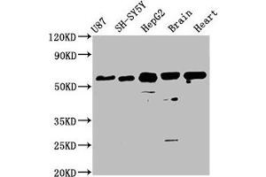 Western Blot Positive WB detected in: U87 whole cell lysate, SH-SY5Y whole cell lysate, HepG2 whole cell lysate, Mouse brain tissue, Rat heart tissue All lanes: CPNE7 antibody at 3. (CPNE7 anticorps  (AA 254-393))