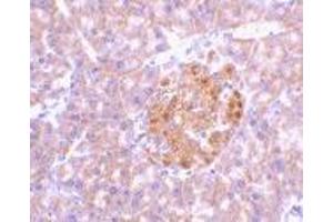 Immunohistochemistry of IL-23 in mouse pancreas tissue with IL-23 antibody at 2 μg/ml. (IL23A anticorps  (N-Term))