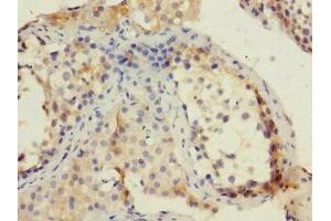 Immunohistochemistry of paraffin-embedded human testis tissue using ABIN7151292 at dilution of 1:100 (TRIP12 anticorps  (AA 1-240))