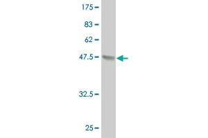 Western Blot detection against Immunogen (37. (IRX6 anticorps  (AA 337-446))