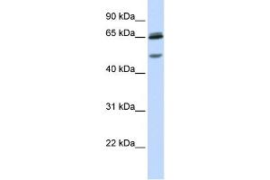 WB Suggested Anti-GABRG2 Antibody Titration:  0.