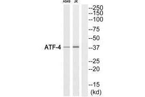 Western blot analysis of extracts from A549 cells and Jurkat cells, using ATF-4 (Ab-219) antibody. (ATF4 anticorps  (C-Term))