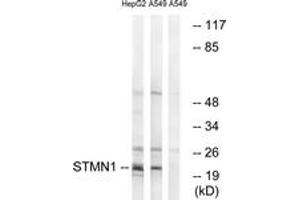 Western blot analysis of extracts from HepG2/A549 cells, treated with PMA 1ng/ml 15', using Stathmin 1 (Ab-37) Antibody. (Stathmin 1 anticorps  (AA 21-70))