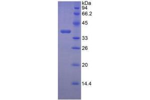 SDS-PAGE analysis of Mouse Lumican Protein. (LUM Protéine)