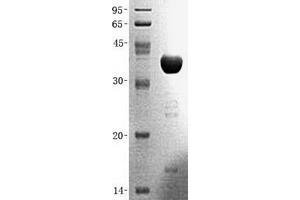 Validation with Western Blot (FBP1 Protein (Transcript Variant 1) (GST tag))
