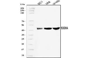 Western blot analysis of BCKDHA using anti-BCKDHA antibody (ABIN7601223).