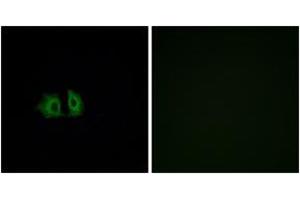 Immunofluorescence analysis of A549 cells, using FZD5 Antibody.