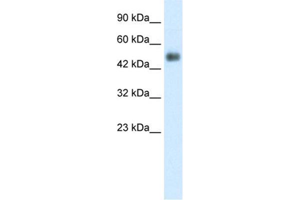 GCM1 anticorps  (N-Term)