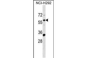 Western blot analysis in NCI-H292 cell line lysates (35ug/lane). (ZNF136 anticorps  (N-Term))