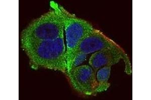 Immunofluorescence analysis of MCF-7 cells using DDIT3 mouse mAb (green). (DDIT3 anticorps  (AA 87-192))
