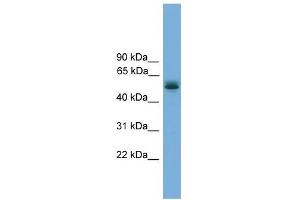WB Suggested Anti-CCDC76 Antibody Titration: 0. (CCDC76 anticorps  (N-Term))