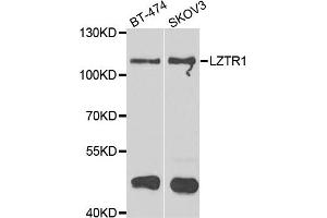 Western blot analysis of extracts of BT474 and SKOV3 cell lines, using LZTR1 antibody. (LZTR1 anticorps)