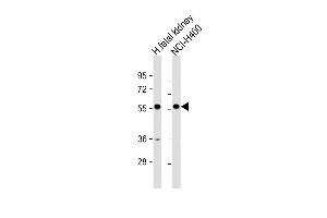 All lanes : Anti-XKRX Antibody (C-term) at 1:1000 dilution Lane 1: human fetal kidney lysate Lane 2: NCI- whole cell lysate Lysates/proteins at 20 μg per lane.