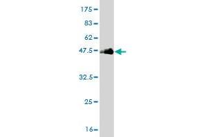 Western Blot detection against Immunogen (37.
