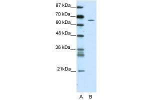 ZNF205 antibody (20R-1197) used at 0. (ZNF205 anticorps  (N-Term))