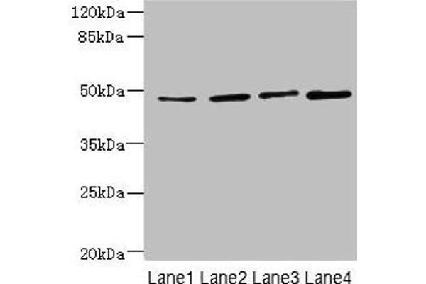 TTC5 anticorps  (AA 201-440)