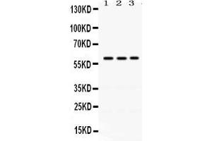Anti- RAG2 Picoband antibody, Western blottingAll lanes: Anti RAG2  at 0. (RAG2 anticorps  (C-Term))