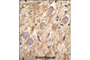 PCDHGA8 Antibody immunohistochemistry analysis in formalin fixed and paraffin embedded human brain tissue followed by peroxidase conjugation of the secondary antibody and DAB staining. (PCDHGA8 anticorps  (C-Term))