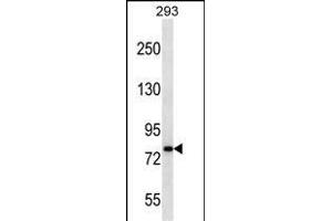 CDH19 Antibody (C-term) (ABIN656875 and ABIN2846076) western blot analysis in 293 cell line lysates (35 μg/lane). (CDH19 anticorps  (C-Term))