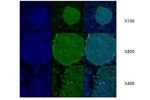 Immunofluorescence (IF) image for anti-Heat Shock Protein 90kDa beta (Grp94), Member 1 (HSP90B1) (AA 676-803) antibody (ABIN317570)