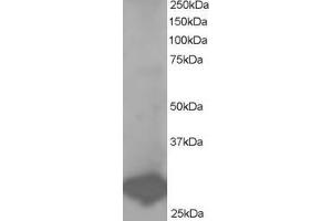 ABIN184725 staining (1µg/ml) of Human Placenta lysate (RIPA buffer, 35µg total protein per lane).