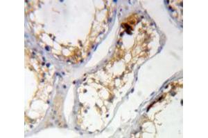 IHC-P analysis of Testis tissue, with DAB staining. (KIAA1524 anticorps  (AA 230-560))