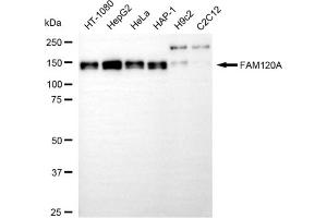 anti-Family with Sequence Similarity 120A (FAM120A) antibody