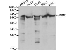 Western blot analysis of extracts of various cell lines, using HSPD1 antibody.