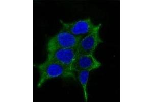 Immunofluorescence testing of LNCaP cells and Alexa Fluor 488 conjugated ODC-1 antibody.