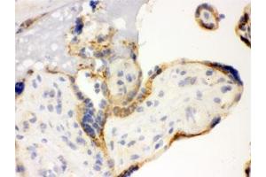 IHC testing of frozen human placenta with TLR7 antibody. (TLR7 anticorps)