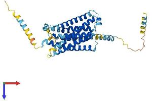 MAS-Related GPR, Member B1 (MRGPRB1) (AA 1-350) protein (His tag)