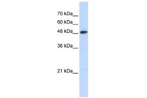 C14ORF130 antibody used at 1 ug/ml to detect target protein. (UBR7 anticorps  (N-Term))