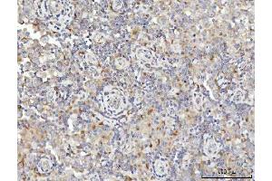 IHC analysis of SPATA18 using anti-SPATA18 antibody (ABIN7601020). (SPATA18 anticorps  (AA 27-490))