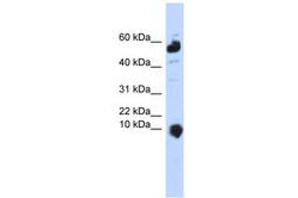C1orf151 Antikörper  (C-Term)