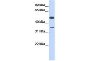 Image no. 1 for anti-Zinc Finger Protein 223 (ZNF223) (C-Term) antibody (ABIN6742612) (ZNF223 anticorps  (C-Term))