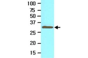 Cell lysate of Jurkat (30 ug) was resolved by SDS-PAGE and probed with TOLLIP monoclonal antibody, clone k1B17  (1:500). (TOLLIP anticorps  (AA 61-274))