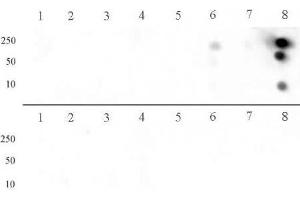 Histone H3 dimethyl Arg8 asymmetric pAb tested by dot blot analysis. (Histone 3 anticorps  (H3R8me2a))