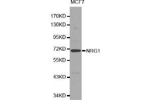 Western blot analysis of MCF7 cell lysate using NRG1 antibody. (Neuregulin 1 anticorps  (AA 20-241))