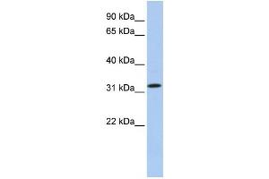 Western Blotting (WB) image for anti-Chromosome 15 Open Reading Frame 26 (C15orf26) antibody (ABIN2459651) (C15orf26/CFAP161 anticorps)