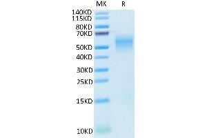 Cynomolgus B7-H2 on Tris-Bis PAGE under reduced condition.