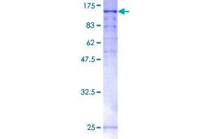 Image no. 1 for Peptidylglycine alpha-Amidating Monooxygenase (PAM) (AA 1-866) protein (GST tag) (ABIN1313940)